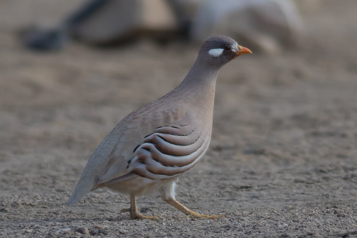 Sand Partridge